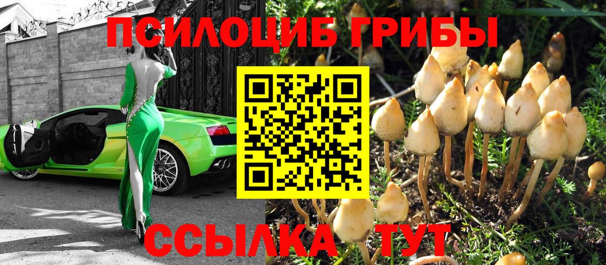 Псилоцибиновые грибы Psilocybe Челябинск